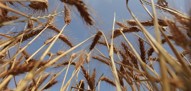Konya'da hububat fiyatları