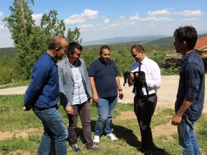 Vatandaşlara 300 Kilis keçisi dağıtıldı