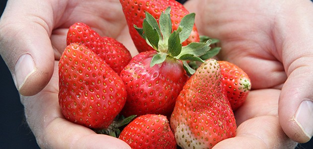 Derbent’te çilek hasadı başlıyor