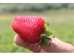 Derbent'te çilek hasadı