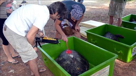4 caretta caretta uydudan izlenecek