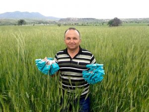 Seydişehir'de süneyle biyolojik mücadele