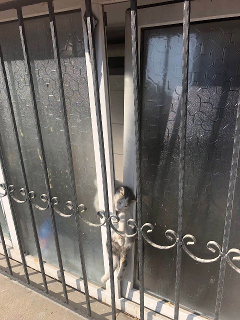 Yaramaz kediyi zabıta kurtardı