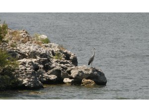 Nallıhan'da 5. Foto Safari yapılacak