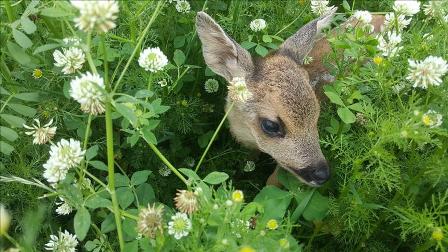 Köpeklerden kurtarılan karaca yavrusuna keçi 'anne' oldu