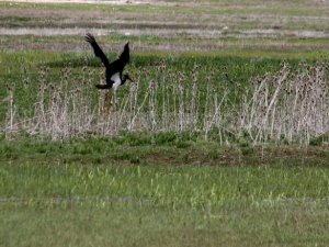Kara leyleklerin uğrak "gölü"