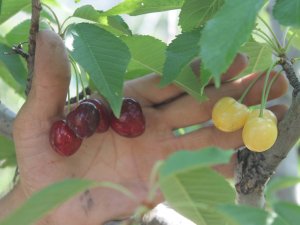 Kırmızı beyaz kiraz bir arada