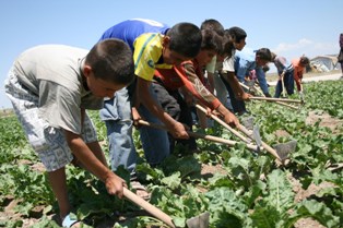 Yaşıtları karne aldı, onlar tarlada