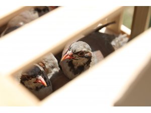 Yozgat'ta doğaya keklik salındı