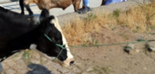 Seydişehir’de şap karantinası