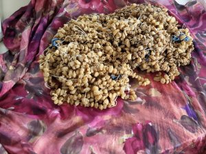 Durdurulan aracın stepnesinden salep soğanı çıktı