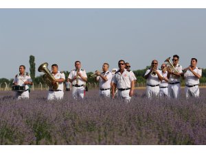 Lavanta tarlasında konser