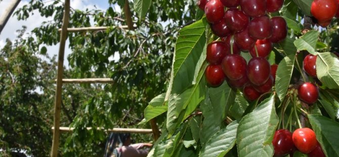 Akşehir  kirazın kalitesinin sırrı, Akşehir Gölü