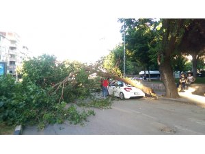 Seyir halindeki otomobillerin üzerine ağaç devrildi