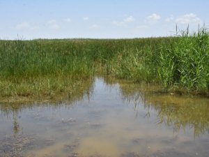 Yağışlar, Akşehir Gölü'ne can suyu oldu