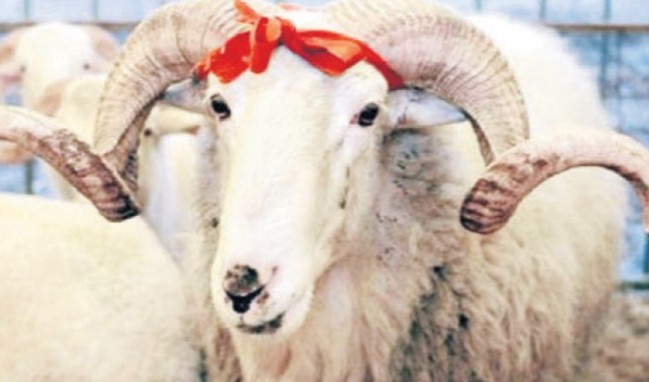 Kurbanda bunu yapan 58 bin lira ödeyecek!