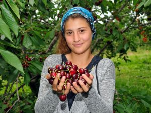 Kiraz üreticisi bu yıl dertli