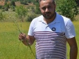 Konya arazilerinin yeni bitkisi Ketencik