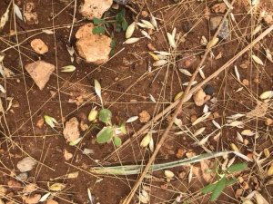 Doludan zarar gören alanlar incelendi