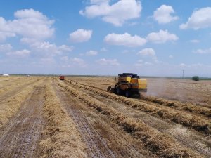 Tahıl ambarı Konya Ovası'nda arpa bereketi