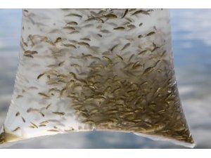 Başkentte olta balıkçılarının yüzü gülecek