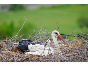 Leylekler Vadisi'nin yavruları görüntülendi