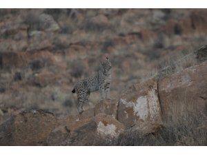 Türkiye'de nadir vaşak türleri tespit edildi