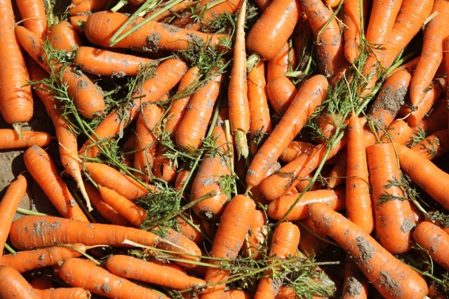 Mayıs’ın zam şampiyonu havuçta hasat yapılıyor