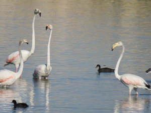 Beyşehir Gölü 4 mevsim farklı kuş türlerini ağırlıyor