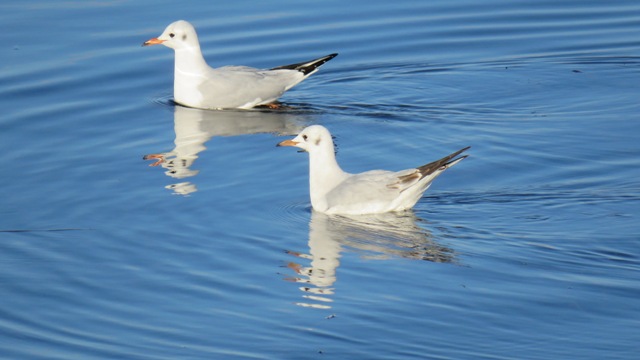 Beyşehir Gölü 4 mevsim farklı kuş türlerini ağırlıyor