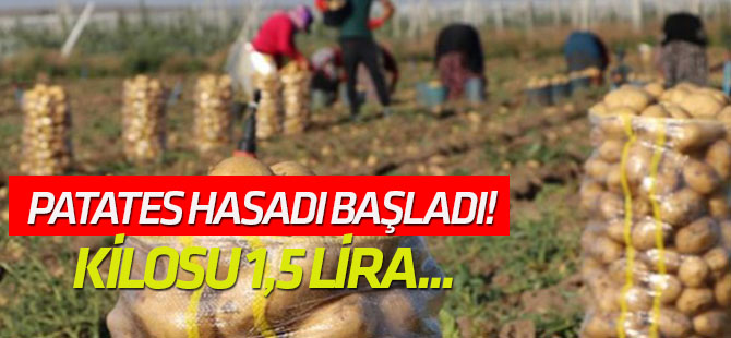 Patates hasadı başladı! Kilosu 1,5 lira...