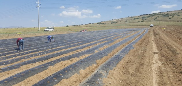 Yalıhüyük’de çilek yetiştiriciliği