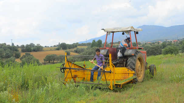 Kekik kokulu tarlalar çiftçinin umudu oldu