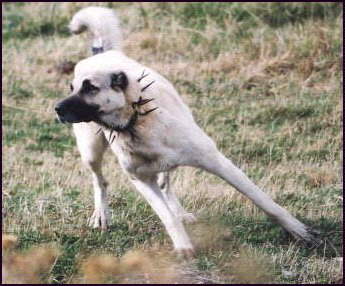 Köpeğin saldırısına uğradılar