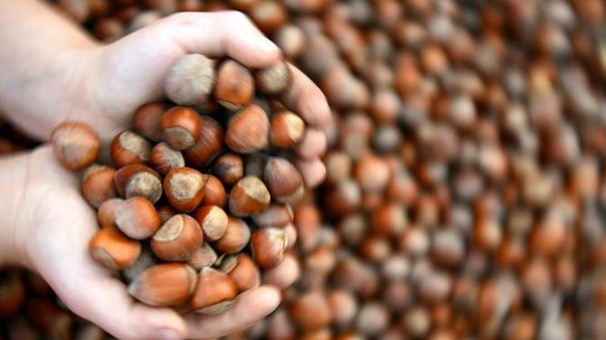 Borsalarda 737 bin ton fındık işlem gördü