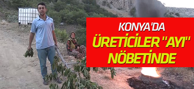 Kiraz üreticileri "ayı" nöbetinde