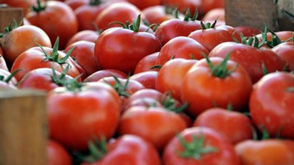 Salçalık domateste yüksek rekolte bekleniyor