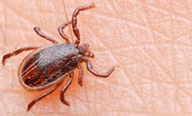 'kene' uyarısı: 'Bir şey olmaz' demeyin