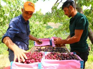 Konya'dan Çin ve Rusya'ya kiraz ihracatı