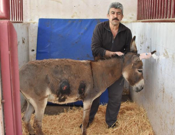 Gürültü Yapıyor Diye Vurulan Eşek, Tedavi Edildi