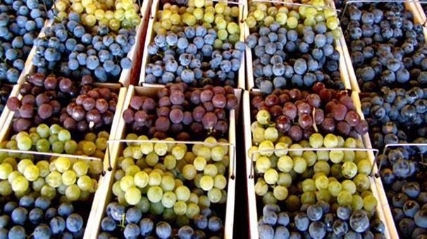 Türkiye'nin yaş üzüm ihracatında büyük artış
