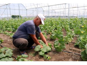 Suriyeli aileler seracılıkla hem üretiyor hem kazanıyor