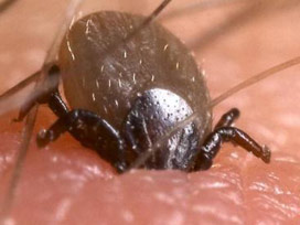 Kene can alamaya devam ediyor