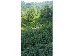 Çay tarlasına yuvarlanan kamyoneti kendi imkanlarıyla kurtardılar