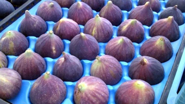 Siyah incirde 50 milyon dolar hedefi