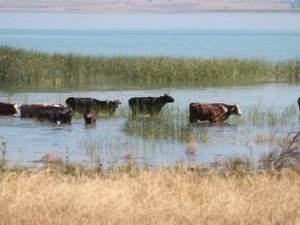 İnek sürüleri göl sularında serinliyor