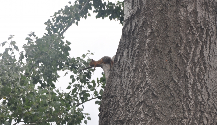 Asırlık kavaklar sincaplara ev sahipliği yapıyor