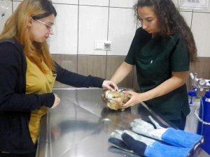 Yaralı bulunan doğan koruma altına alındı