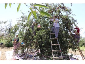 Vişne toplayan kadınların zorlu mesaisi
