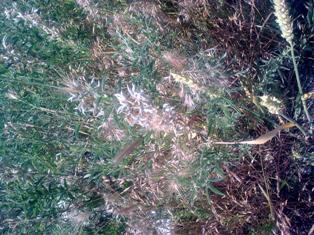 Her şey acı piyan’ın kurtarılması için!